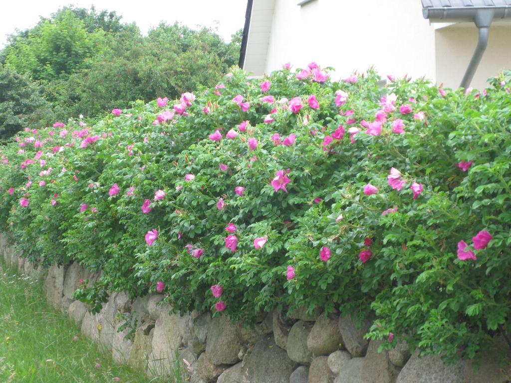 Urlaubsglueck Familien- & Hunde-Paradies Rankwitz 객실 사진