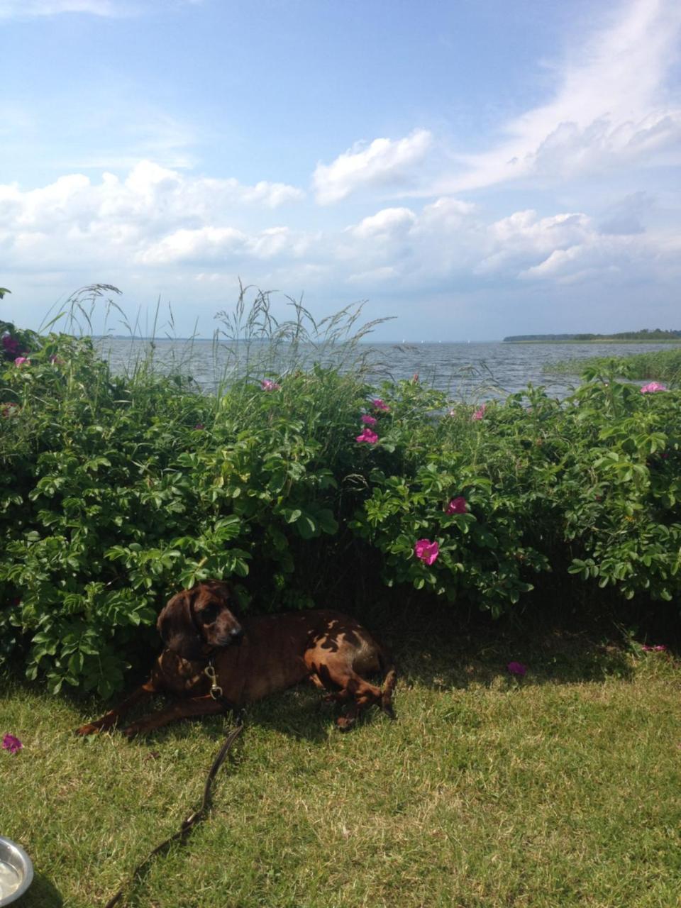 Urlaubsglueck Familien- & Hunde-Paradies Rankwitz 외부 사진